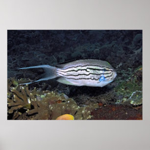 Black Stripe Angelfish Poster
