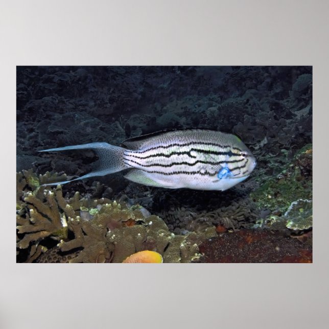 Black Stripe Angelfish Poster (Front)