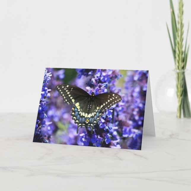 Black Swallowtail 7 x 5 Greeting Card - blank (Front)
