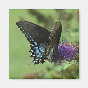 Black Swallowtail 9.05-1 Magnet