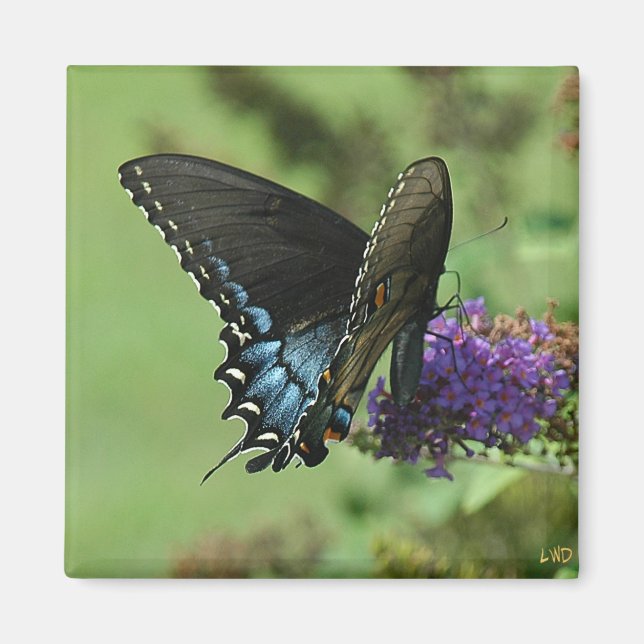 Black Swallowtail 9.05-1 Magnet (Front)
