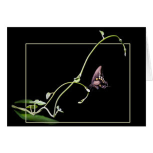 Black swallowtail butterfly