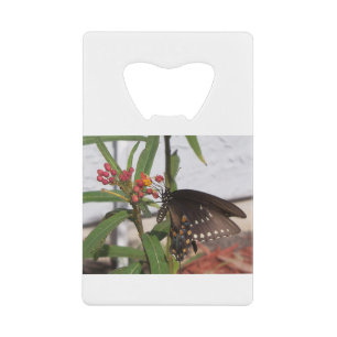Black swallowtail butterfly