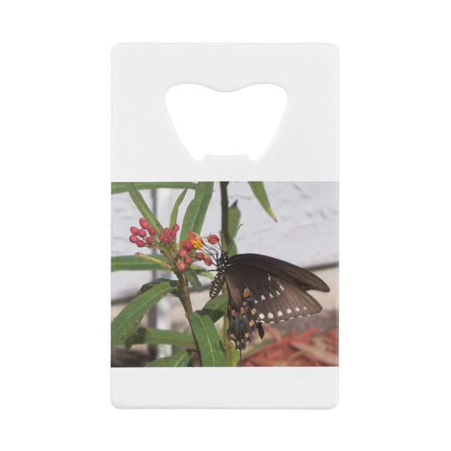Black swallowtail butterfly (Front)