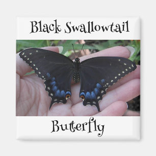 Black Swallowtail Butterfly #1 Magnet