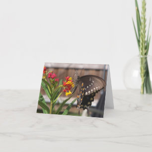 Black swallowtail butterfly card