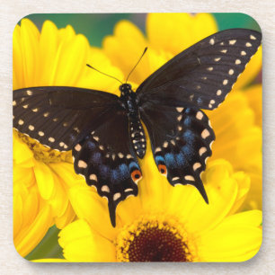 Black Swallowtail butterfly Coaster