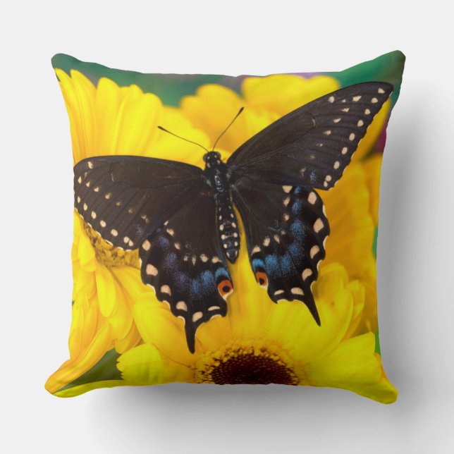 Black Swallowtail butterfly Cushion (Front)