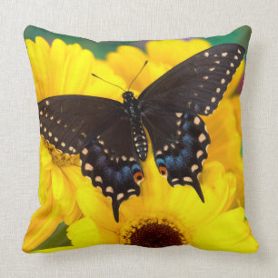 Black Swallowtail butterfly Cushion