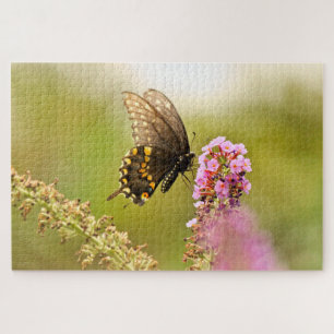 Black Swallowtail butterfly  Jigsaw Puzzle