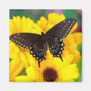 Black Swallowtail butterfly Magnet