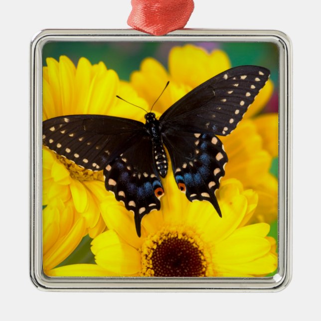 Black Swallowtail butterfly Metal Ornament (Front)