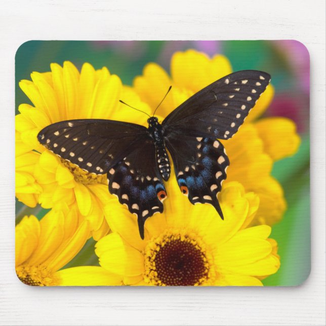 Black Swallowtail butterfly Mouse Pad (Front)
