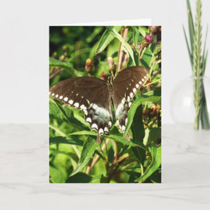 Black Swallowtail Butterfly Nature Photography Card
