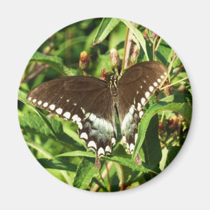Black Swallowtail Butterfly Nature Photography Magnet