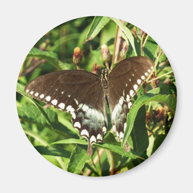 Black Swallowtail Butterfly Nature Photography Magnet (Front)