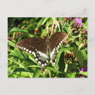 Black Swallowtail Butterfly Nature Photography Postcard