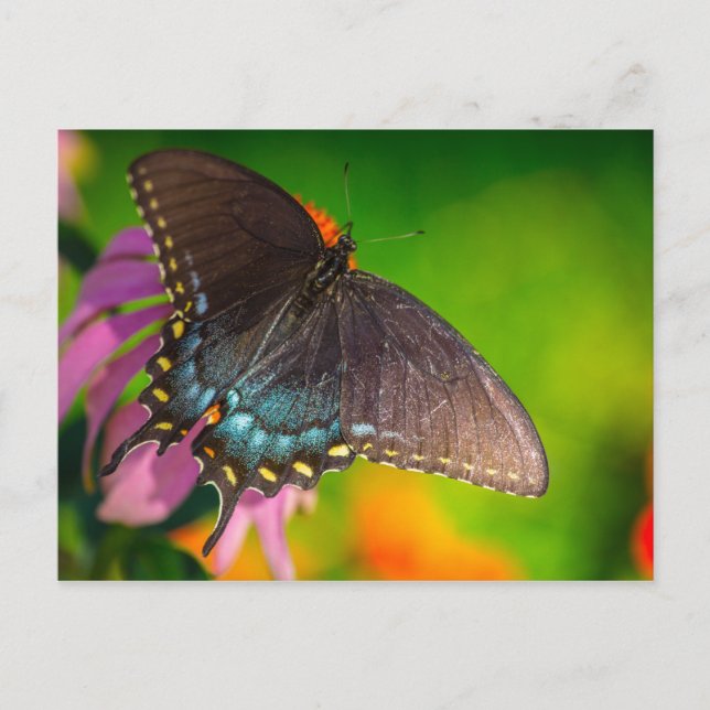 Black Swallowtail Butterfly, Ohio Postcard (Front)