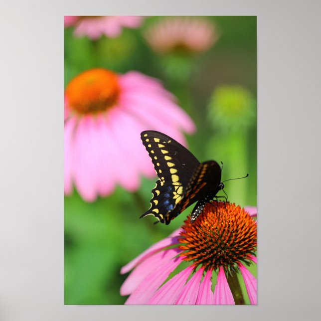 Black Swallowtail Butterfly on a Coneflower, Ohio Poster (Front)