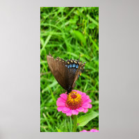 Black Swallowtail Butterfly on a Pink Flower
