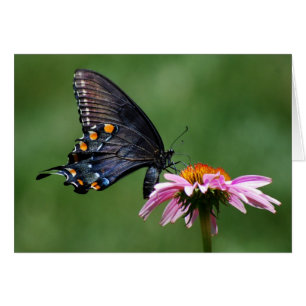 Black Swallowtail Butterfly on Coneflower