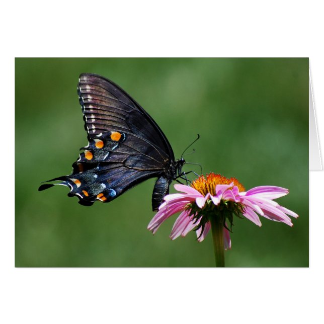 Black Swallowtail Butterfly on Coneflower (Front Horizontal)
