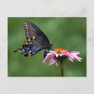 Black Swallowtail Butterfly on Coneflower Postcard
