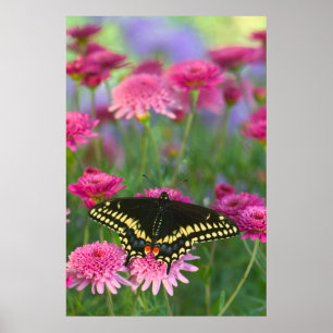 Black Swallowtail Butterfly on Dark Pink Flower Poster