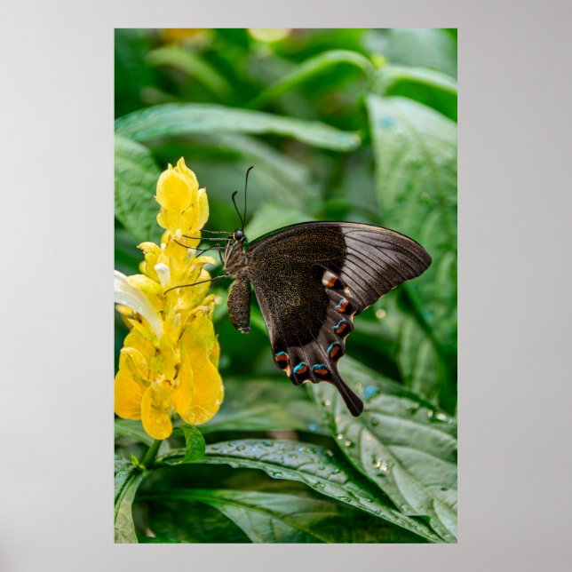 Black Swallowtail Butterfly on flower Poster (Front)