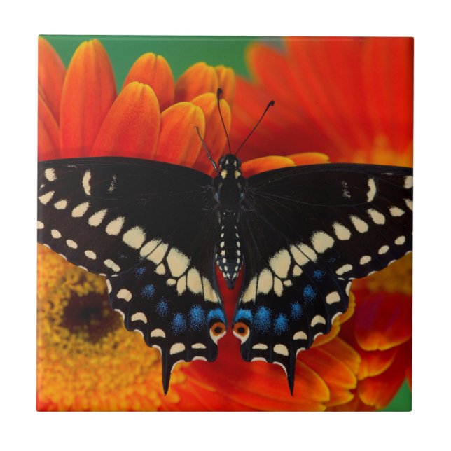 Black Swallowtail Butterfly on Gerberia Daisy Ceramic Tile (Front)
