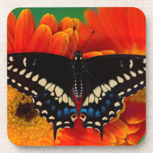 Black Swallowtail Butterfly on Gerberia Daisy Coaster