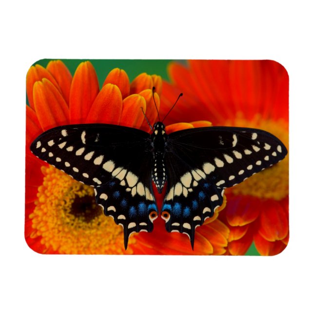 Black Swallowtail Butterfly on Gerberia Daisy Magnet (Horizontal)