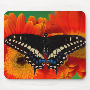 Black Swallowtail Butterfly on Gerberia Daisy Mouse Pad