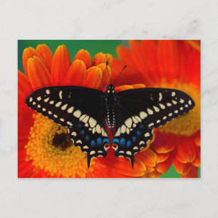 Black Swallowtail Butterfly on Gerberia Daisy Postcard
