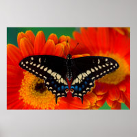 Black Swallowtail Butterfly on Gerberia Daisy