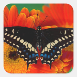 Black Swallowtail Butterfly on Gerberia Daisy Square Sticker