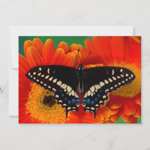 Black Swallowtail Butterfly on Gerberia Daisy Thank You Card