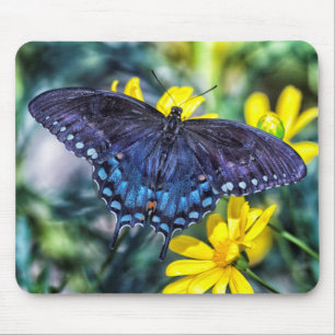 Black Swallowtail butterfly on yellow flowers Mouse Pad