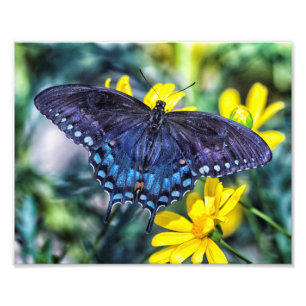 Black Swallowtail butterfly on yellow flowers Photo Print
