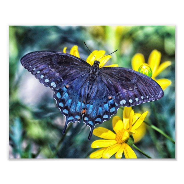 Black Swallowtail butterfly on yellow flowers Photo Print (Front)