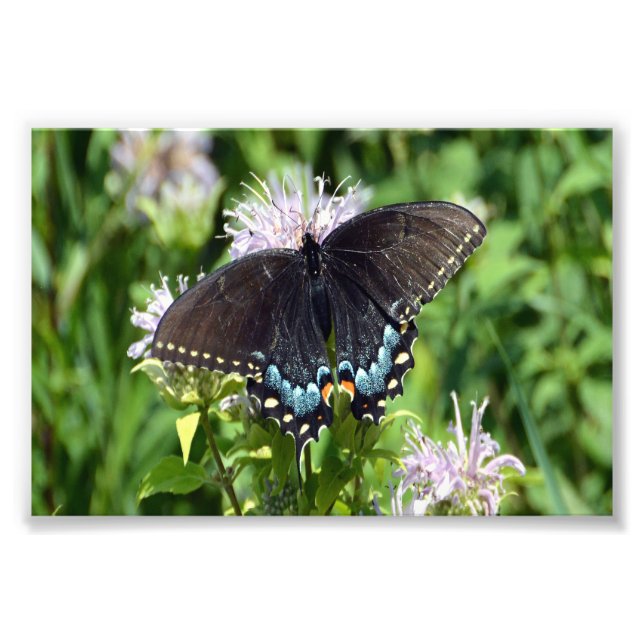 Black Swallowtail Butterfly Photo Print (Front)
