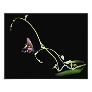 Black Swallowtail Butterfly Photo Print