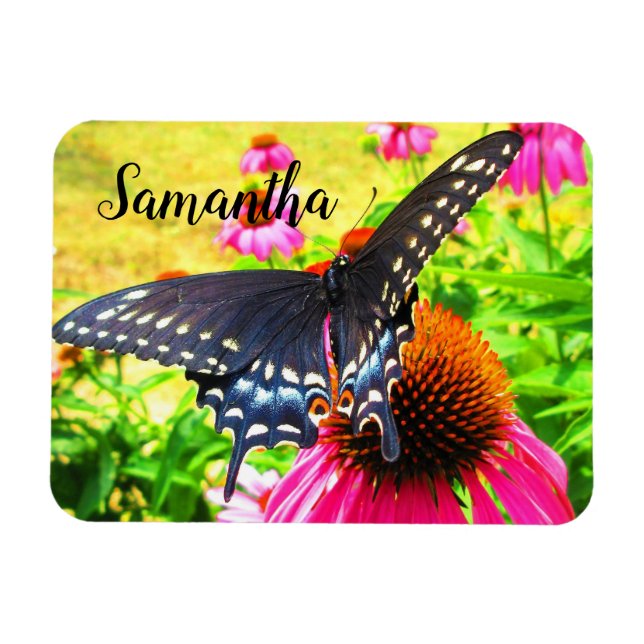 Black Swallowtail Butterfly Pink Echinacea Flowers Magnet (Horizontal)
