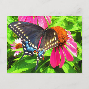 Black Swallowtail Butterfly Pink Echinacea Flowers Postcard