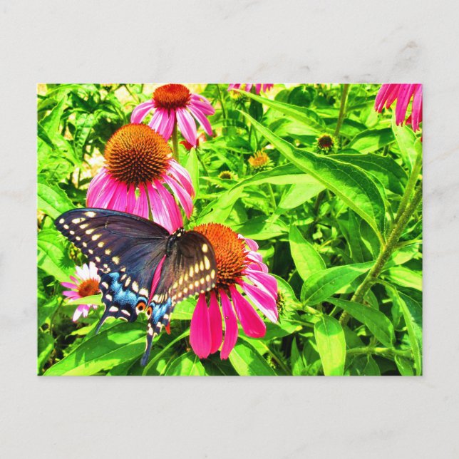 Black Swallowtail Butterfly Pink Echinacea Flowers Postcard (Front)