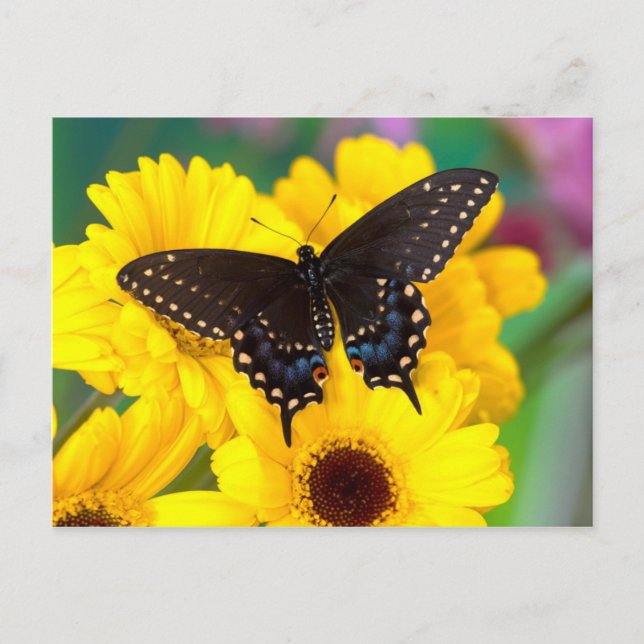 Black Swallowtail butterfly Postcard (Front)
