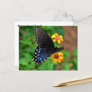Black Swallowtail Butterfly Postcard