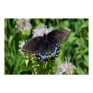 Black Swallowtail Butterfly Poster