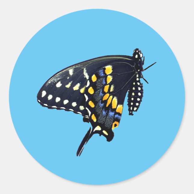 Black Swallowtail Butterfly Sticker (Front)
