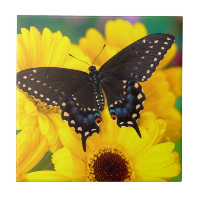 Black Swallowtail butterfly Tile (Front)